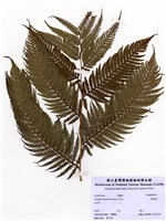 藏品(筆筒樹)的圖片